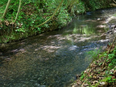 Frayère à truite