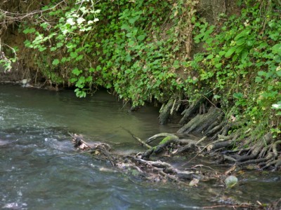 Racines sous berge