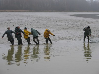 Pêche d'étangs