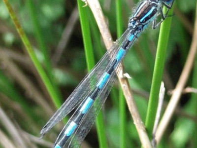 Agrion de Mercure