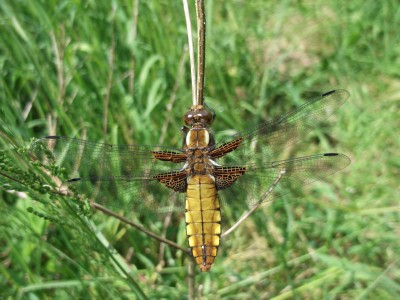 Libellule déprimée