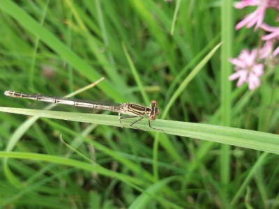 Agrion à large pattes