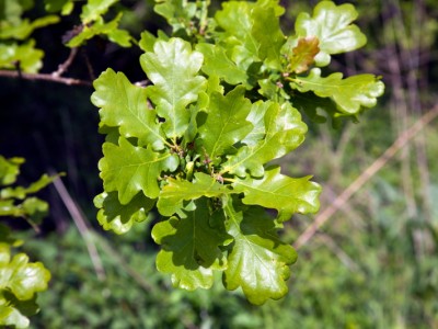 Feuille de chêne