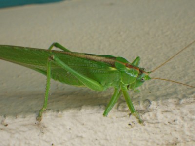 Tettigonia viridissima