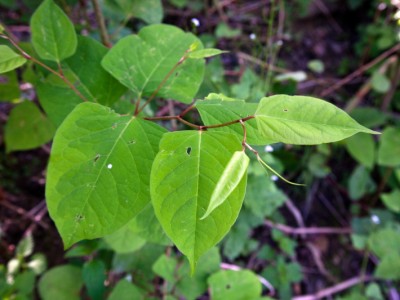 Feuille renouée du Japon