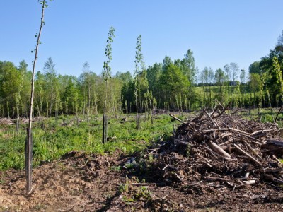 Plantation de peupliers