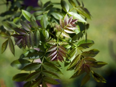 Feuilles de frêne