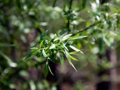 Feuille de saule