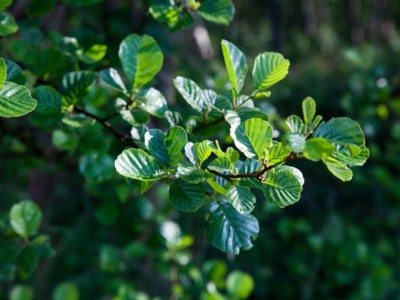 Feuilles d'aulne