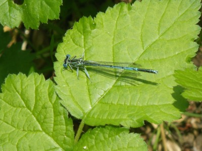 Agrion à larges pattes