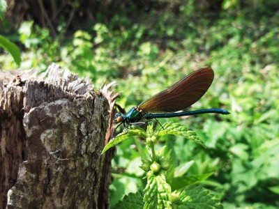 Calopteryx virgo