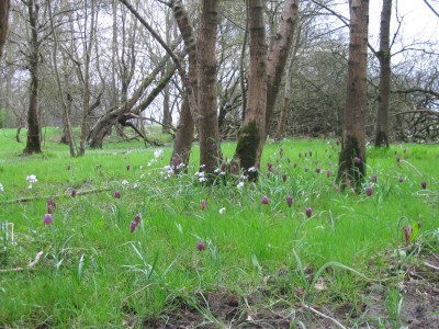 Prairie à fritilaires