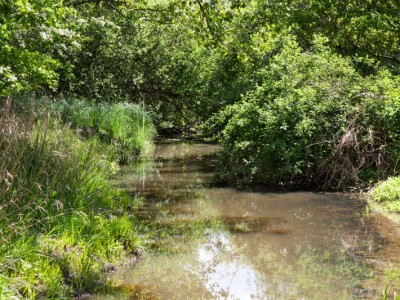 La Chalaronne à Birieux