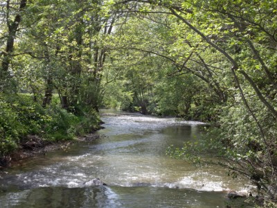 La Chalaronne à Châtillon