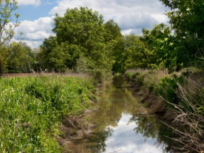 La Chalaronne à Birieux